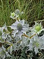 Eryngium maritimum