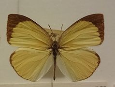 尖角黄粉蝶 Eurema laeta