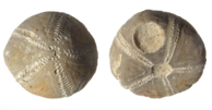 Fossil echinoid