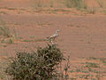 Perched on a bush (Mauritania)