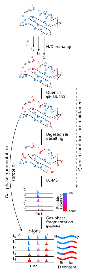 An illustration of an experimental workflow in hydrogen/deuterium exchange measured by mass spectrometry.