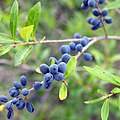 Wild privet berries