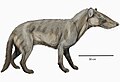 Hyaenodon cruentus