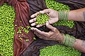 Streetseller displaying chickpeas