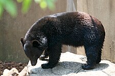 Asian black bear (Ursus thibetanus)