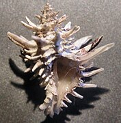 The shell of Latiaxis wormaldi, a coral snail