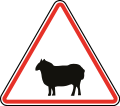 115.2 Domestic animals crossing (sheep)