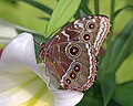 Morpho peleides (Blue morpho) (Underside)