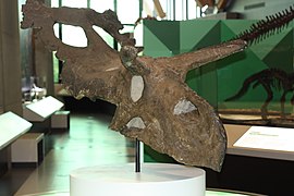 Albertaceratops nesmoi at the museum