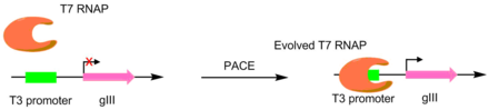 PACE on polymerases