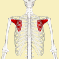 Same as the left, but the bones around the muscle are shown as semi-transparent.