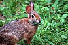 A brown rabbit in the grass