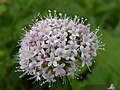 Valeriana montana in Berchtesgaden National Park, Germany