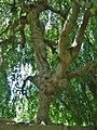 Weeping European beech tree