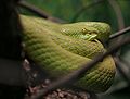 T. albolabris at the Houston Zoo