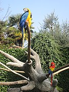 Blue-and-yellow macaw and scarlet macaw