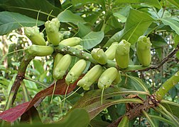 Fruit of B. neocaledonica