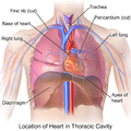 Illustration of heart in thoracic cavity