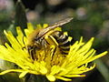 Sea aster mining bee