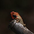 Common garden lizard, Nepal