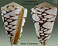 Conus marmoreus Linnaeus, C., 1758