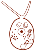 A free-living C. leachi cell extending its rhizopods.