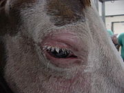 A horse with solar keratosis carcinoma