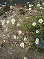 Erigeron karvinskianus