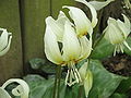 Erythronium 'White Beauty' flower