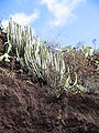 Euphorbia canariensis