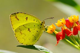 安迪黄粉蝶 Eurema andersonii