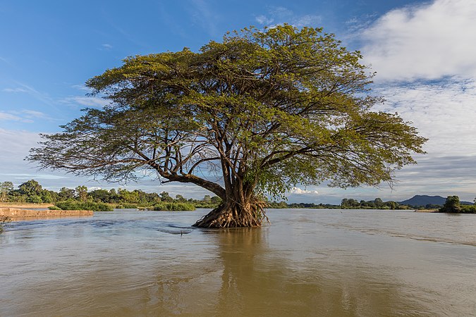 一部分浸入湄公河的雨树，拍摄于旱季的四千岛的Don Loppadi