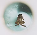 Frog levitating diamagnetically From the Nijmegen High Field Magnet Laboratory
