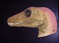 Herrerasaurus head model (Dinosaurland)