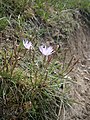 Lactuca perennis