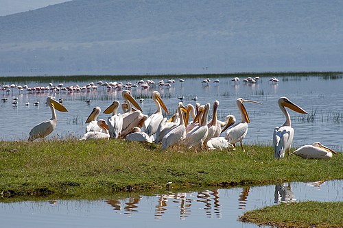 Great White Pelicans in Kenya