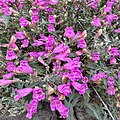 Flowers of Penstemon richardsonii