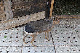 Patagonian mara