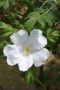 白花单瓣玫瑰（Rosa rugosa f. alba）
