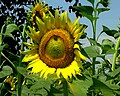 Sunflower cultivated in Nepal