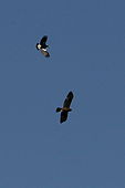 Juvenile being pursued by an Australian Magpie. Over paddocks at Kangaroo Flat, Victoria, Australia.