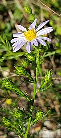 oart of an inflorescence of Symphyotrichum kentuckiense showing glabrous stem, many flower heads, and one in bloom with blue-violet ray florets