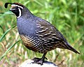California quail (introduced)