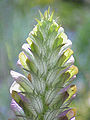 Opening inflorescence