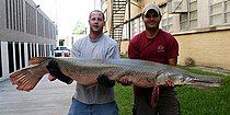 Alligator gar, Atractosteus spatula, Brazos River system