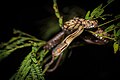 Boiga siamensis, Siamese cat snake (juvenile)
