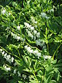 Lamprocapnos spectabilis 'Alba'