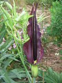 Dracunculus vulgaris inflorescence