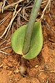 Eriospermum porphyrium