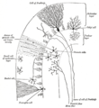 一大脑叶（cerebellar folium）的横切面。